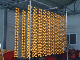 떫은감 마니아님의 오늘 어떤 농작업하셨나요? · 참여글 작성글 사진