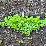 팜모닝 오늘 어떤 농작업하셨나요?·참여글 게시글 이미지