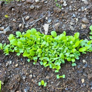오케바리(옥경종)님의 오늘 어떤 농작업하셨나요? · 참여글 작성글 사진