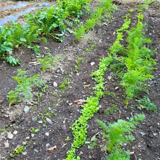 오케바리(옥경종)님의 오늘 어떤 농작업하셨나요? · 참여글 작성글 사진