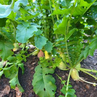 오케바리(옥경종)님의 오늘 어떤 농작업하셨나요? · 참여글 작성글 사진