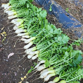 오케바리(옥경종)님의 오늘 어떤 농작업하셨나요? · 참여글 작성글 사진