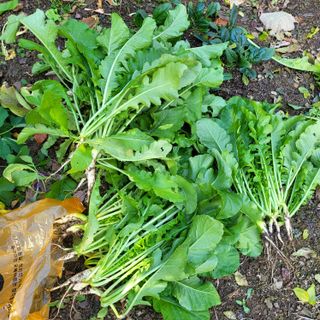 오케바리(옥경종)님의 오늘 어떤 농작업하셨나요? · 참여글 작성글 사진