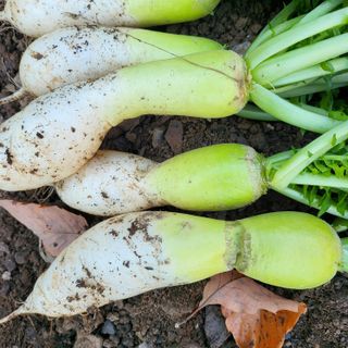오케바리(옥경종)님의 오늘 어떤 농작업하셨나요? · 참여글 작성글 사진