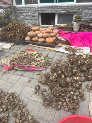 김옥환님의 오늘 어떤 농작업하셨나요? · 참여글 작성글 사진