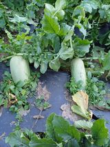 팜모닝 오늘 어떤 농작업하셨나요?·참여글 게시글 이미지