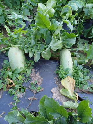 김상호님의 오늘 어떤 농작업하셨나요? · 참여글 작성글 사진