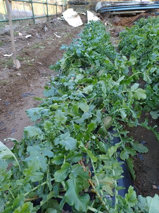 김상호님의 오늘 어떤 농작업하셨나요? · 참여글 작성글 사진