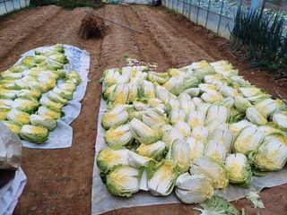 김상호님의 오늘 어떤 농작업하셨나요? · 참여글 작성글 사진