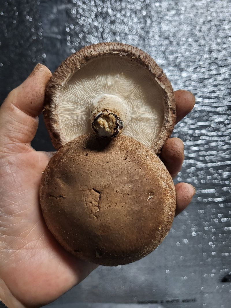 장터 상품 [중급 무농약 표고버섯1키로] 썸네일