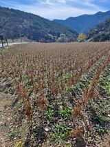 팜모닝 오늘 어떤 농작업하셨나요?·참여글 게시글 이미지