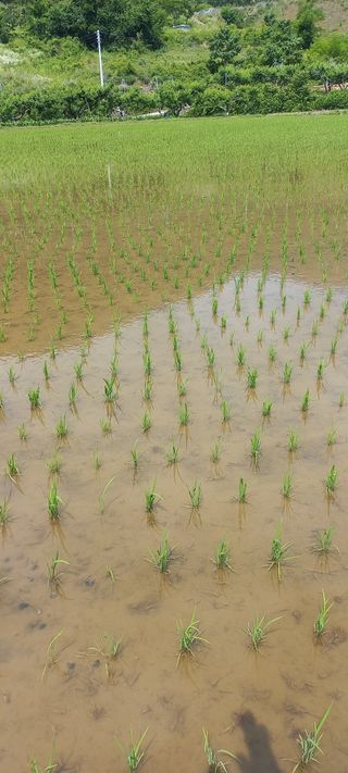 이종한님의 벼 · 자유게시판 작성글 사진