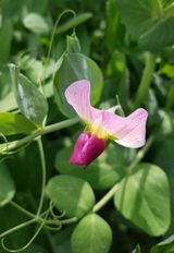 팜모닝 오늘 어떤 농작업하셨나요?·참여글 게시글 이미지