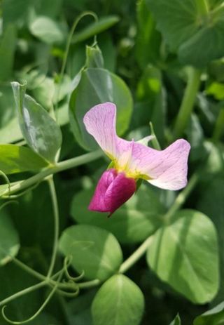 오색땅콩님의 오늘 어떤 농작업하셨나요? · 참여글 작성글 사진