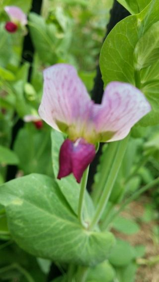 오색땅콩님의 오늘 어떤 농작업하셨나요? · 참여글 작성글 사진