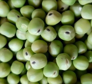 오색땅콩님의 오늘 어떤 농작업하셨나요? · 참여글 작성글 사진