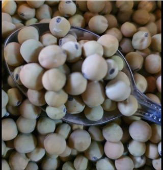 오색땅콩님의 오늘 어떤 농작업하셨나요? · 참여글 작성글 사진