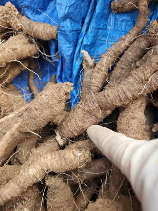 윤미선(농경채인증님의 오늘 어떤 농작업하셨나요? · 참여글 작성글 사진