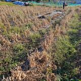 팜모닝 오늘 어떤 농작업하셨나요?·참여글 게시글 이미지