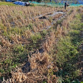 김영식님의 오늘 어떤 농작업하셨나요? · 참여글 작성글 사진