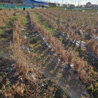 김영식님의 오늘 어떤 농작업하셨나요? · 참여글 작성글 사진
