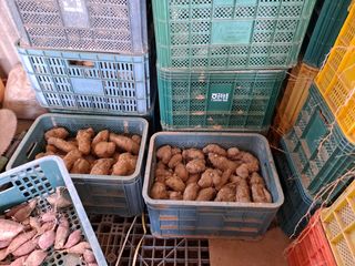 주재순님의 오늘 어떤 농작업하셨나요? · 참여글 작성글 사진