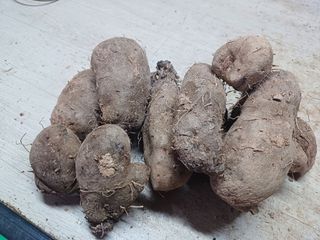 주재순님의 오늘 어떤 농작업하셨나요? · 참여글 작성글 사진