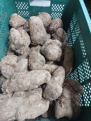 주재순님의 오늘 어떤 농작업하셨나요? · 참여글 작성글 사진