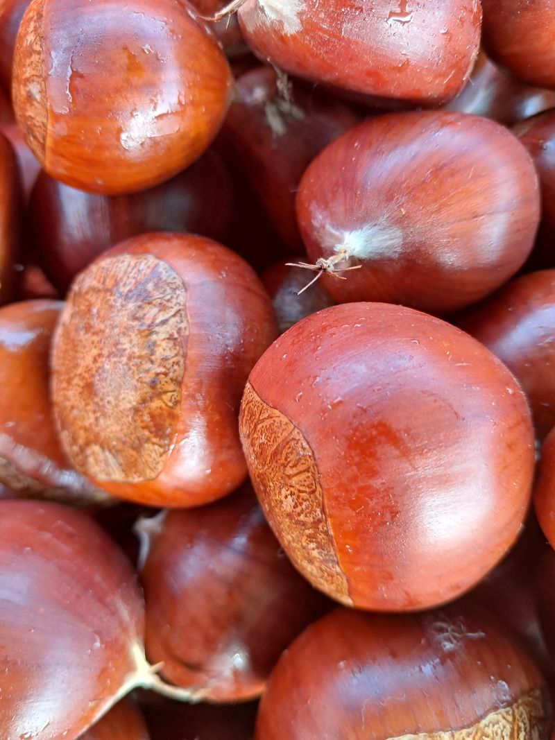 진달래맘님의 장터 판매 상품 [대보 특. 대] 첨부 사진