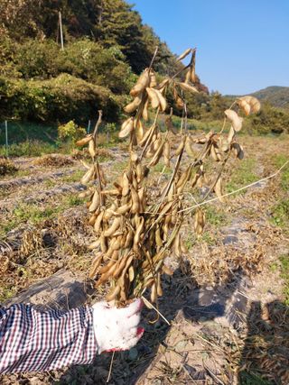 최종일님의 고추 · 품종•종자 작성글 사진