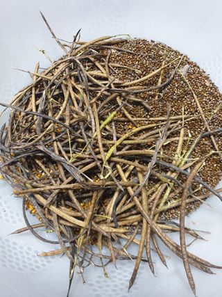 함안 권옥순님의 오늘 어떤 농작업하셨나요? · 참여글 작성글 사진