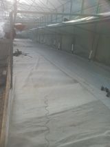 팜모닝 고추·영농일지 게시글 이미지