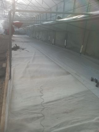 김용철님의 고추 · 영농일지 작성글 사진