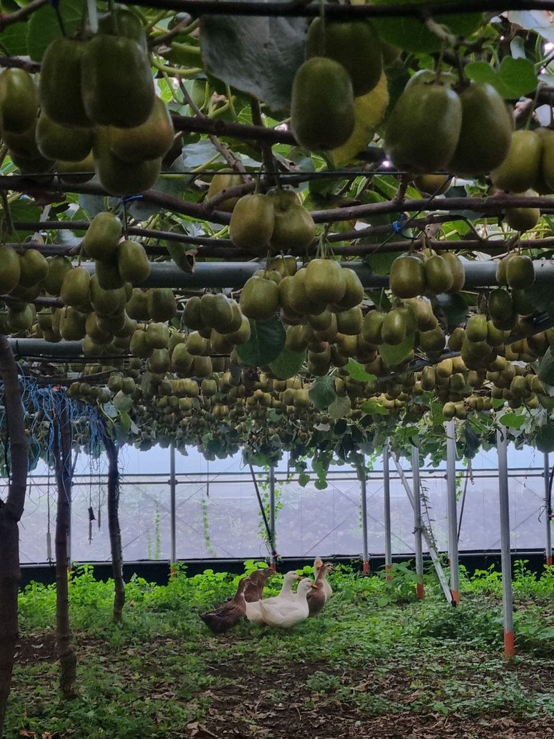 이승철님의 장터 판매 상품 [제주레드키위2.5kg] 첨부 사진