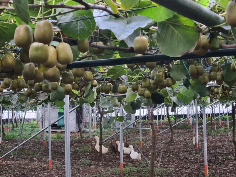 이승철님의 장터 판매 상품 [제주레드키위2.5kg] 첨부 사진