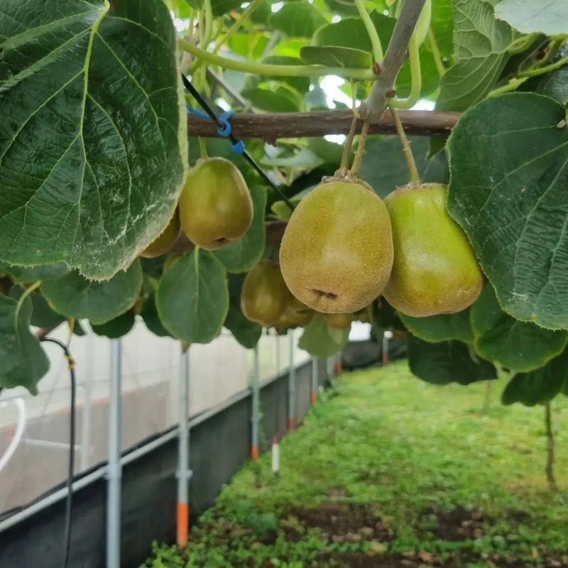 이승철님의 장터 판매 상품 [제주레드키위2.5kg] 첨부 사진