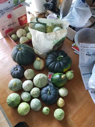 김경희님의 오늘 어떤 농작업하셨나요? · 참여글 작성글 사진