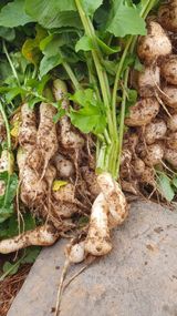 팜모닝 오늘 어떤 농작업하셨나요?·참여글 게시글 이미지