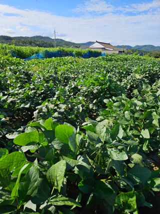 김영식님의 오늘 어떤 농작업하셨나요? · 참여글 작성글 사진