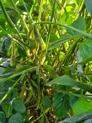 김영식님의 오늘 어떤 농작업하셨나요? · 참여글 작성글 사진