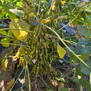 김영식님의 오늘 어떤 농작업하셨나요? · 참여글 작성글 사진