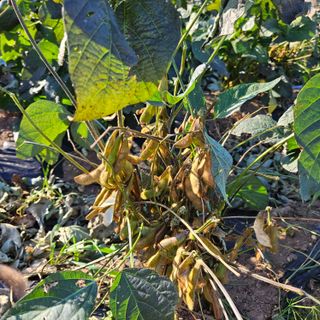 김영식님의 오늘 어떤 농작업하셨나요? · 참여글 작성글 사진