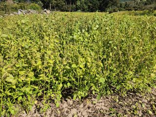 조효성님의 오늘 어떤 농작업하셨나요? · 참여글 작성글 사진