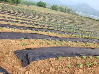 조효성님의 오늘 어떤 농작업하셨나요? · 참여글 작성글 사진