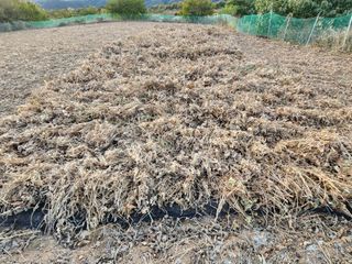 조효성님의 오늘 어떤 농작업하셨나요? · 참여글 작성글 사진