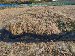 조효성님의 오늘 어떤 농작업하셨나요? · 참여글 작성글 사진