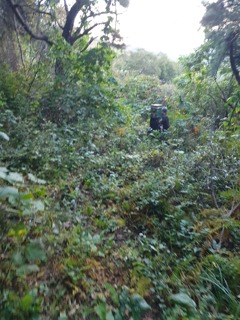 예천토종꿀벌 님의 장터 판매 상품 [ 토종꿀 ] 첨부 사진