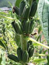 팜모닝 오늘 어떤 농작업하셨나요?·참여글 게시글 이미지