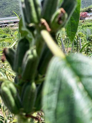 김용철님의 오늘 어떤 농작업하셨나요? · 참여글 작성글 사진