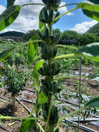 김용철님의 오늘 어떤 농작업하셨나요? · 참여글 작성글 사진